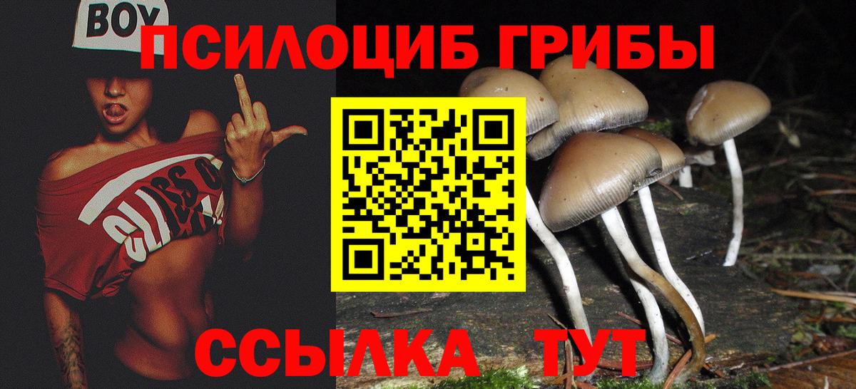 Псилоцибиновые грибы Psilocybe  Вход с VPN  Гай 